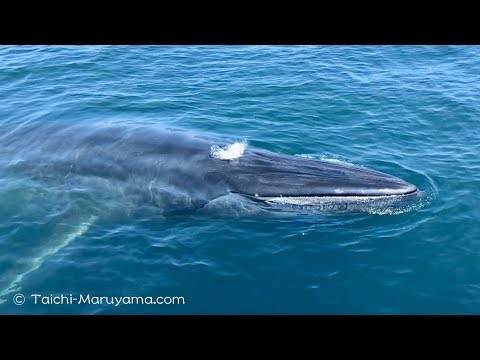 🐋全然逃げないニタリクジラ笑／Very Friendly Bryde's Whale - YouTube