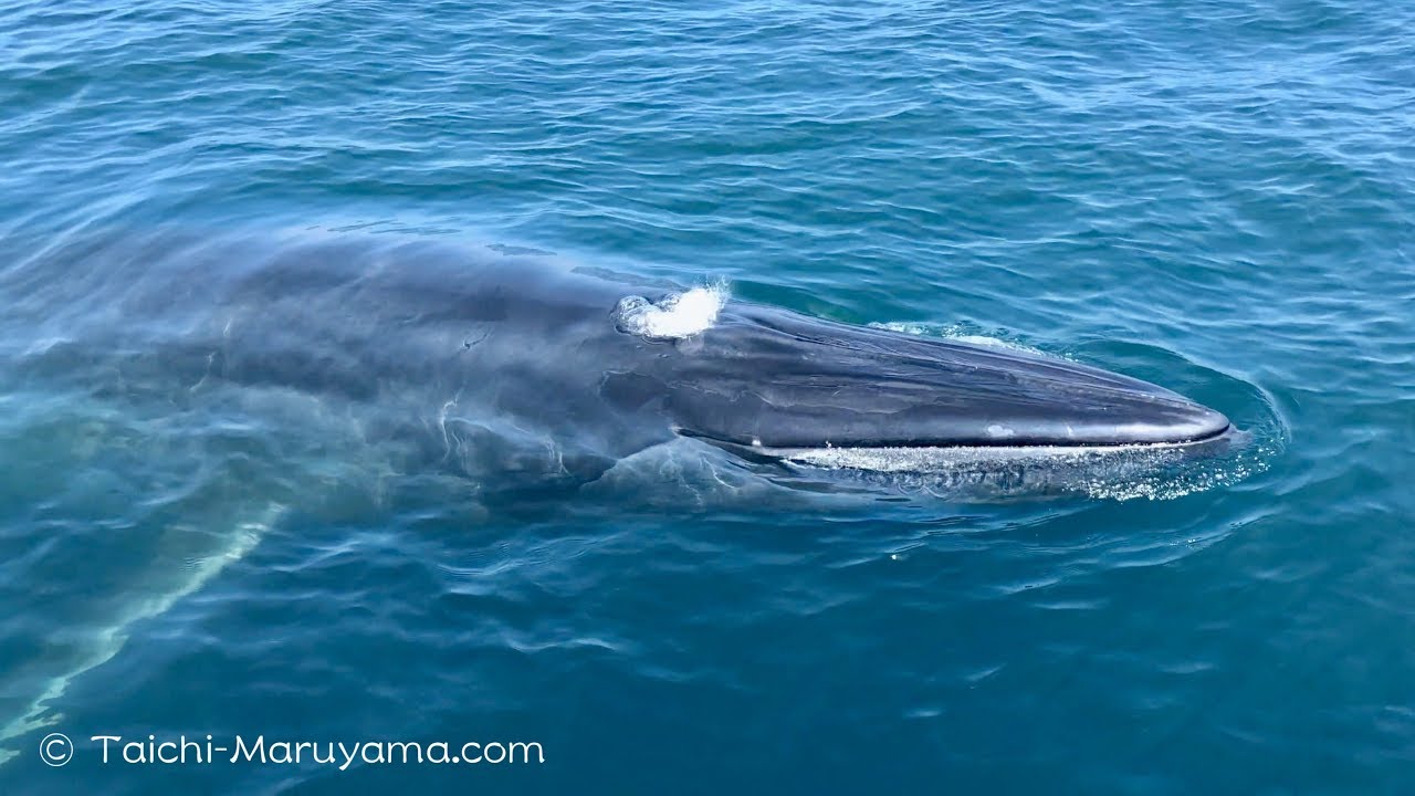 🐋全然逃げないニタリクジラ笑／Very Friendly Bryde's Whale - YouTube