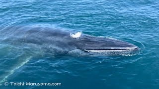 🐋全然逃げないニタリクジラ笑／Very Friendly Bryde's Whale - YouTube