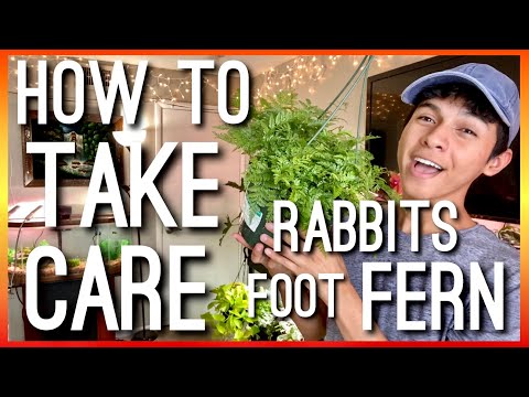 วีดีโอ: การดูแลเฟิร์นเท้ากระต่าย - วิธีปลูกเฟิร์น Davillia Fejeensis