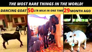 The animal most rare thing in the world | dancing goat | 50 LTR milk in 1 time  smallest cow