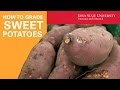 How to Grade and Cure Sweet Potatoes