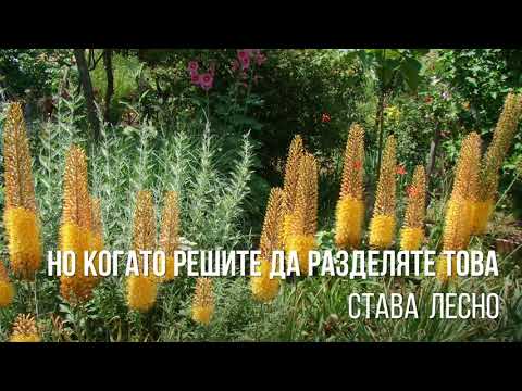 Видео: Как да отглеждаме екзотично цвете у дома