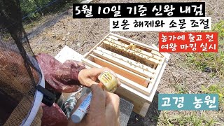 5월 황금 토종벌  신왕군 내검할때 개포와 소문은 이렇게 합니다