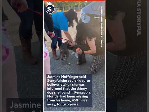 Dog Reunites With