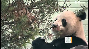 Pandas arrive in Scotland