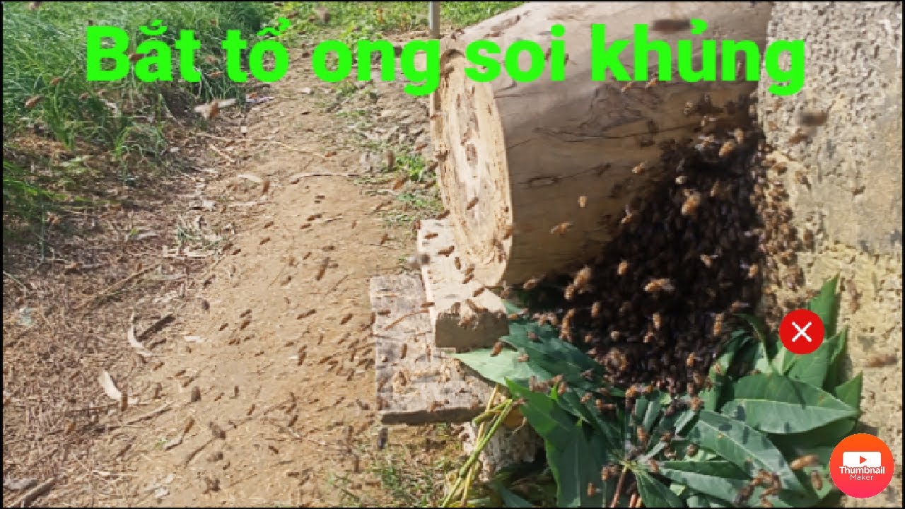 Bắt ong soi câu ong mật được tổ ong khủng lịch sử / DŨNG TRẦN / 2020 /