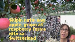 Visit to apple, grape and raspberry farmsGenevaFree tripSwiss farms