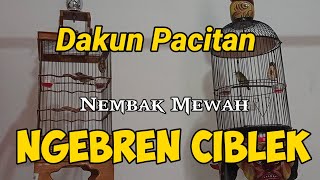 keren‼️ pleci nembak full ngebren ciblek volume tembus pleci lain kelar semua