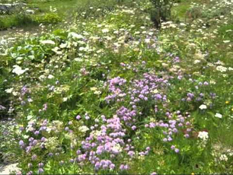 Video: Alpine Botanical Garden (Giardino Botanico Alpino) beskrywing en foto's - Italië: Lago Maggiore