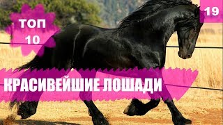 🐎 Самые красивые лошади. Популярные породы лошадей. ТОП 10 🐎 Самые красивые лошади. Популярные породы лошадей. ТОП 10