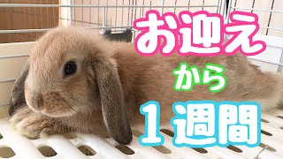 うさぎさんをお迎えして１週間の様子