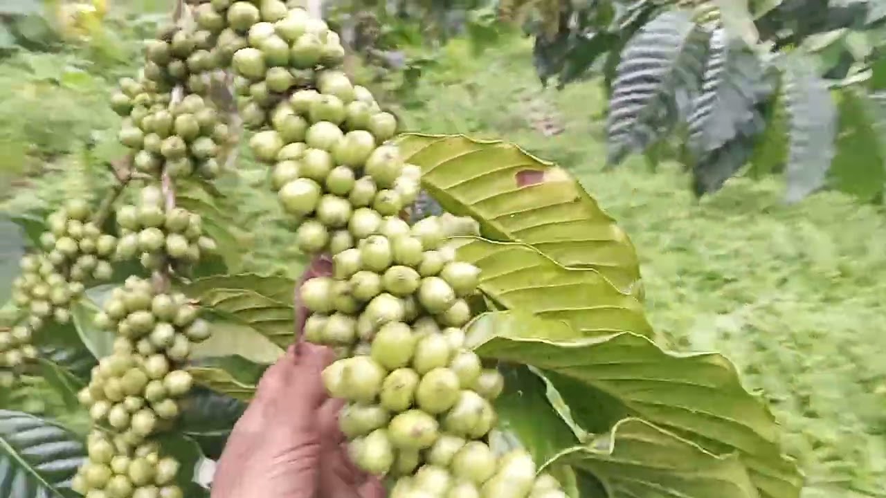 Kelebatan buah kopi...kuncinya klon  unggul