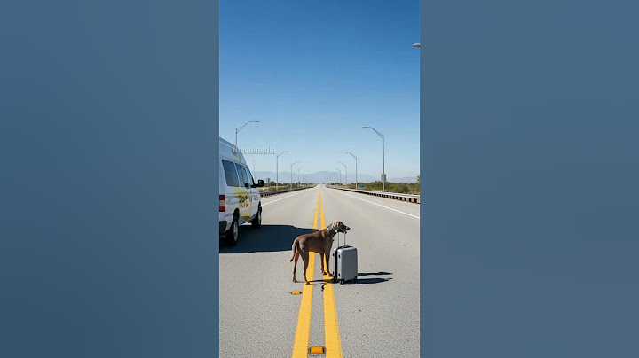 A Dog's Quick Thinking Saves Everyone On A Bus! #rescue #animals #pets