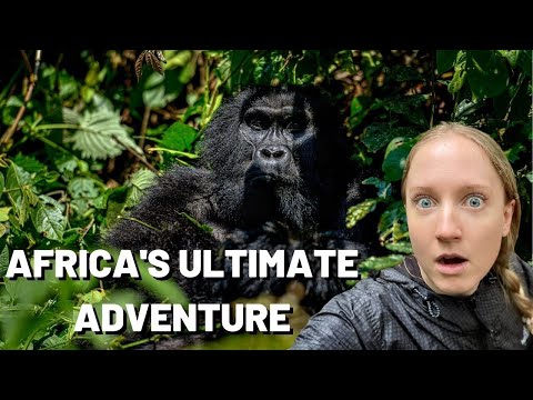 MOUNTAIN GORILLAS in Uganda! Trekking in Bwindi Impenetrable Forest 2022 and Mount Sabyinyo