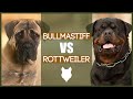 BULLMASTIFF VS ROTTIE