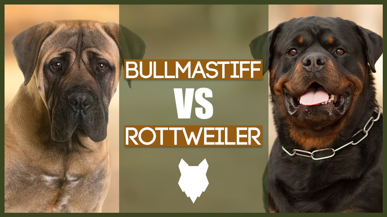 bullmastiff vs pitbull who would win in a fight