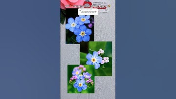How to make forget-me-not flower 💐 DIY forget-me-not paper flower tutorial ✨🌺💙 #diy #diyflowers