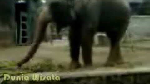 Kehidupan Hewan : RUSA TUTUL & GAJAH Taman Ragunan Jakarta