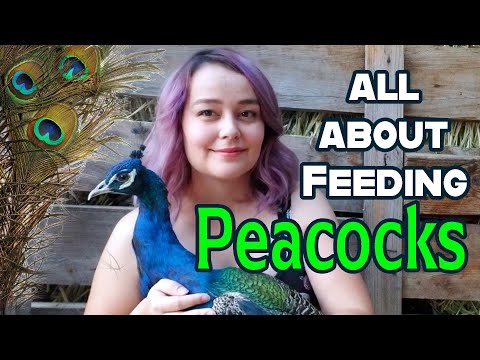 Vídeo: Por que alimentar junk food para os pavões no zoológico é uma má idéia