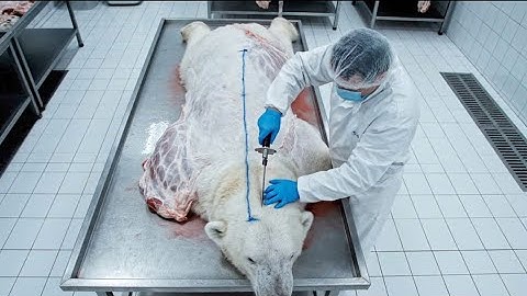 Inside the Polar Bear Leather Factory  - How They Produce Luxury High End Products