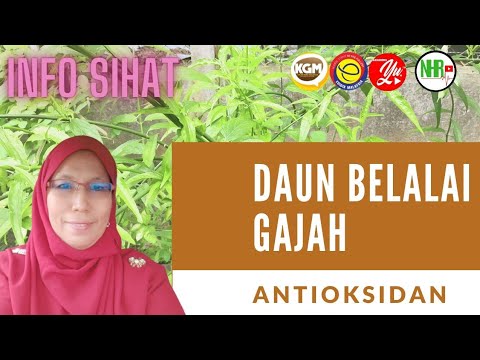 Video: Maklumat Tumbuhan Pokok Gajah – Ketahui Mengenai Pokok Gajah Operculicarya