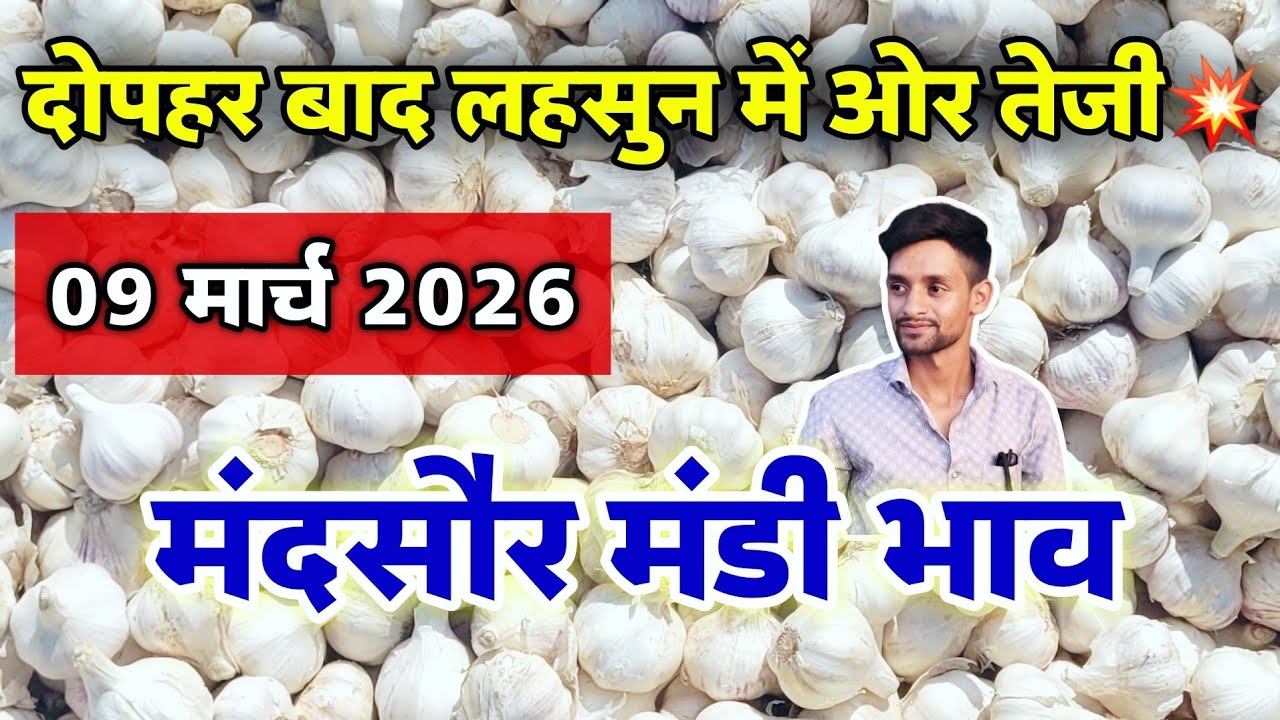 नई लहसुन का भाव मंदसौर मंडी 9 मार्च 2026 | ooty lahsun | New Garlic Rate #mandsaur_mandi_bhav