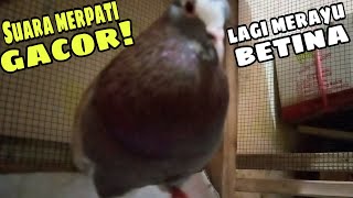 SUARA BURUNG MERPATI GACOR LAGI MERAYU BETINA @JEJAK MERPATI