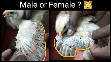 How to identify male or female chicks..@_@ #Chicks#identify#male#female#