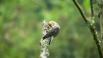 ما هذا الجمال ابداع رائع فى القرآن الكريم للقارئ الشيخ.عادل عبد العزيز البطحى👍