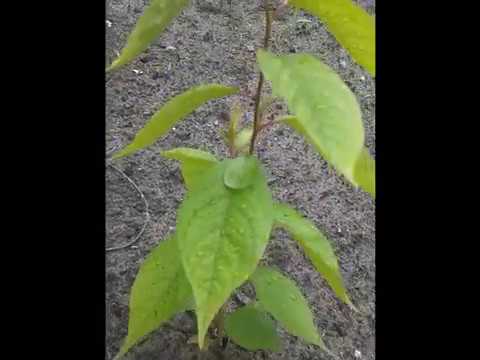 Video: Hoe Om Viburnum Te Propageer? Somer Steggies Reëls. Hoe Om Dekoratiewe Viburnum Uit 'n Been Te Plant En Te Kweek? Ander Teelmetodes Tuis