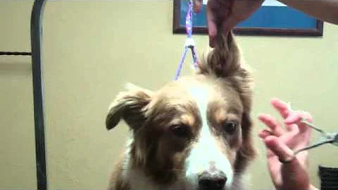 Grooming the Australian Shepherd, Topic: Trimming ...