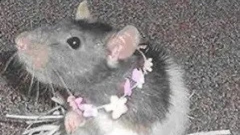 Rescue bots react to bumblebee as mitsuri (bumbleblades)