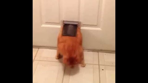 Garfield Had Too Much Lasagne - Vine