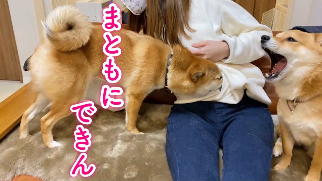 ブラッシングですら面白い柴犬姉弟ww Youtube