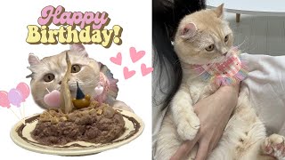 VLOG 고양이 첫 생일! 생일파티 열어주기🥳 / 생일기념 가족사진 찍기📸/ 반려동물 사진관 / 김메주님 알로그루밍 브러쉬 후기 / 모코모코 스튜디오