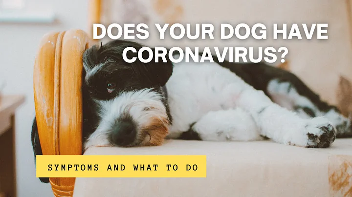 🐶¿What is CORONAVIRUS IN DOGS? 🔬Canine Version