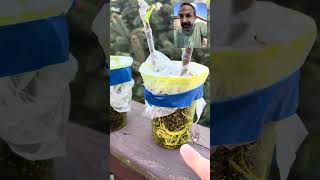 INSANE ROOTS!  Best soil for rooting any plant! Fig cutting experiment 