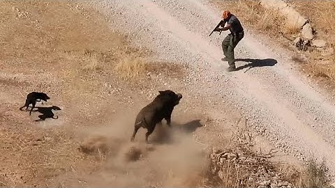 Hunting Wild Boar -Season :2026 || -TAMCHACHAT BOUCHMAA- PART 2