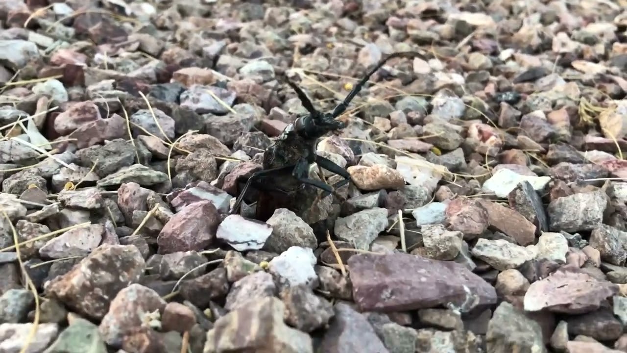 Palo Verde beetle emerging from the ground YouTube