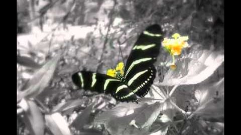 GIMP sample images by me