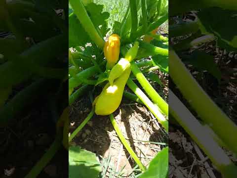 فيديو: ما هو Crookneck Squash - تزايد Crookneck Squash في الحديقة