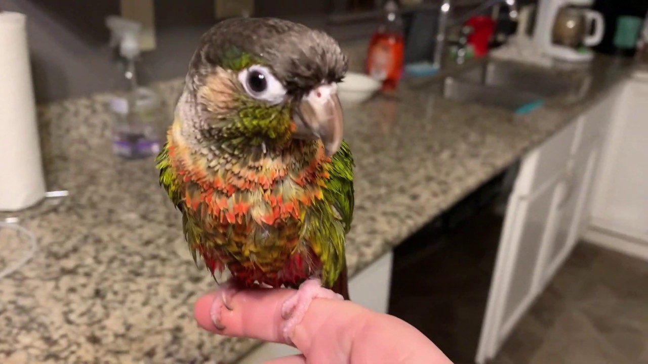 Green Cheek Conure Josie Gets A Bath and Has Fun Drying Off YouTube