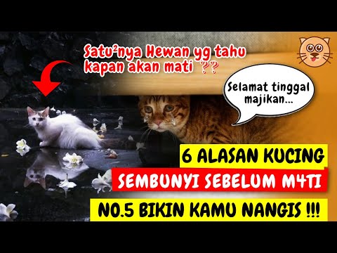 Video: Siapa yang kucing pergi untuk mati?