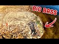 LIVE BAIT for GIANTS!!! (I JUMPED IN)