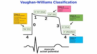 Antiarrhythmic Drugs Part 2: Pharmacological Solutions by Professor Dave Explains 3,980 views 11 days ago 8 minutes, 2 seconds