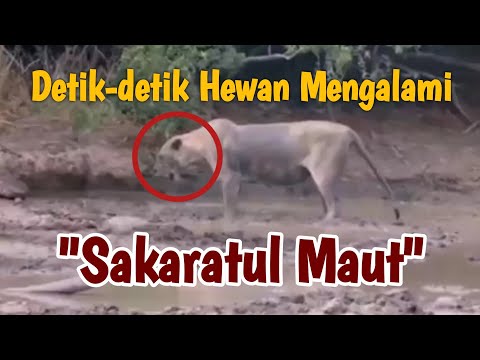 DETIK-DETIK KEMATIAN HEWAN - SAKARATUL MAUT😱😱