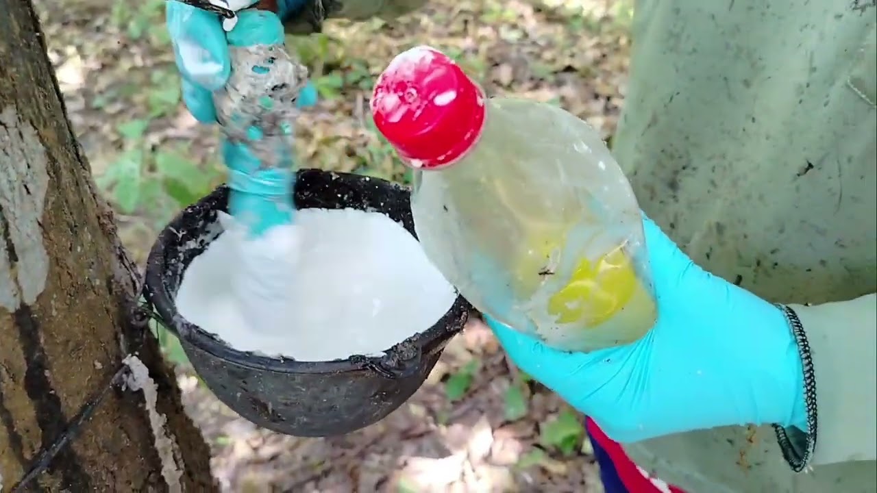 สูตรผสมน้ำกรดสำหรับยางใช้ยาเร่ง หรือยางออกเยอะ น้ำเลี้ยงเยอะ ให้น้ำหนักดีมีคุณภาพสีสวยขายได้ราคา