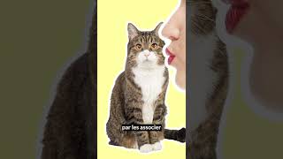 Ton chat aime tes bisous !? 💋🙀😅 #chat #caats