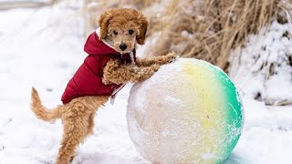 Toy Poodle dogs #poodle#facts about Poodles#unique personality